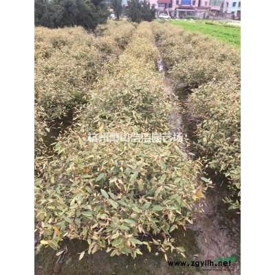 蕭山大葉黃楊現貨樣品