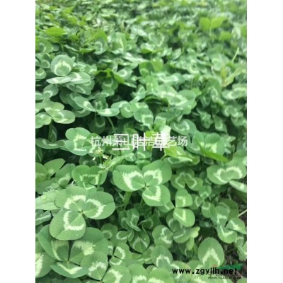 供應金邊黃楊綠化小苗