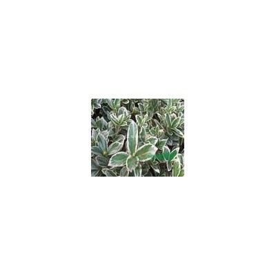 浙江蕭山1.5以上法國冬青起苗現場