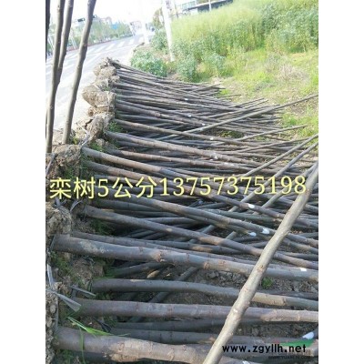 海寧供應(yīng)落羽杉5公分