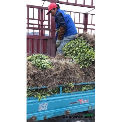 再力花基地直銷-再力花工程苗配送