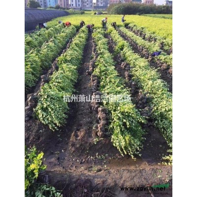 蕭山苗木（色塊、灌木、喬木）熱銷
