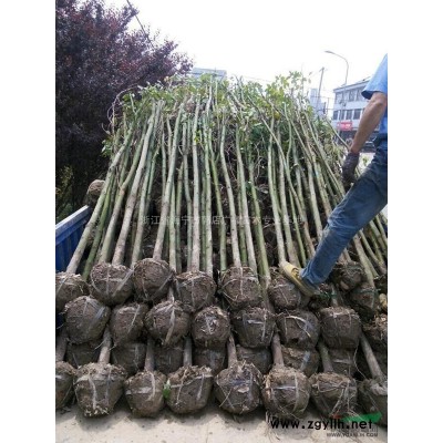 胸徑20-30-40公分的櫸樹(優質苗)