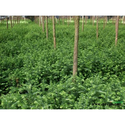 紅豆杉3*新價格/紅豆杉3報價