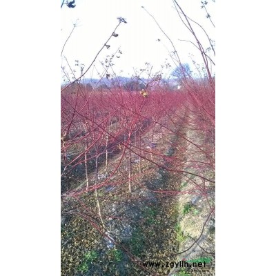 四季桂花、八月桂花