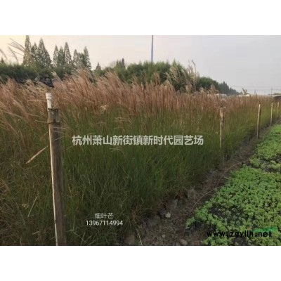 浙江火星花1加侖介紹/特征/用途