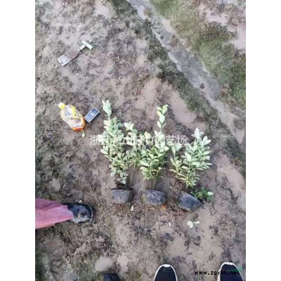 浙江菲油果小杯供應商 菲油果杯苗產地直銷