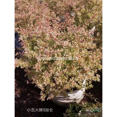 浙江日本血草1加侖介紹/特征/用途