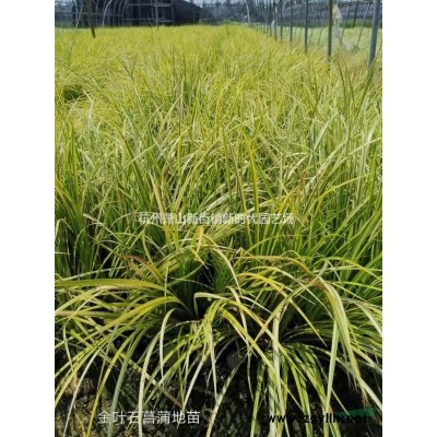 優(yōu)質(zhì)特價細(xì)葉芒 浙江細(xì)葉芒產(chǎn)地直銷