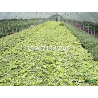 紫嬌花120雙色杯行情報價/紫嬌花120雙色杯圖片展示