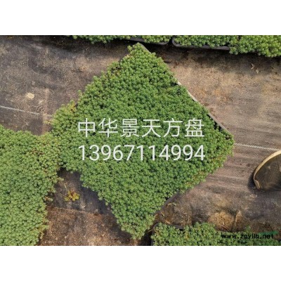 浙江[產品]/浙江無盡夏 （八仙花）2加侖價格/報價