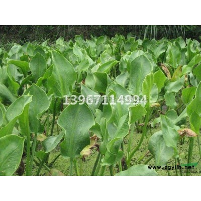 2019年浙江百子蓮2加侖新報價