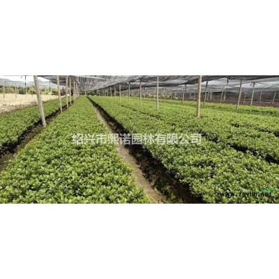 浙江冠幅60紅葉石楠球 浙江紅葉石楠球基地批發(fā)/供應(yīng)