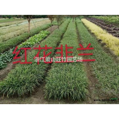 鳳尾竹行情 鳳尾竹報價 杭州鳳尾竹 蕭山鳳尾竹