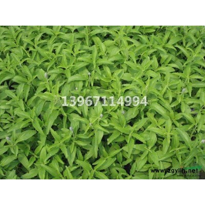 浙江[產品]/浙江毛冠草180雙色杯價格/報價