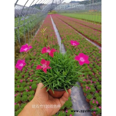 浙江百子蓮150雙色杯批發/供應