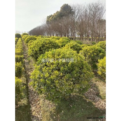 大小規格八角金盤毛球 50高八角金盤毛球基地