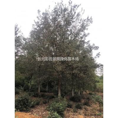 10-16公分欒樹供應(yīng)/10-16公分欒樹圖片