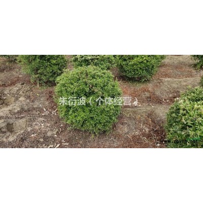 浙江供應紅花繼木小杯苗 蕭山小杯苗規格*