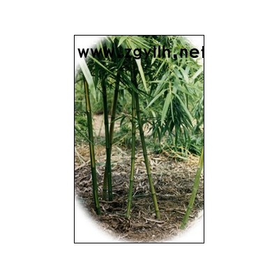 浙江菲白竹新報價，菲白竹常年供應(yīng)