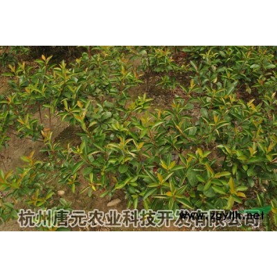 移裁大香樟*新價格/移裁大香樟報價