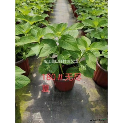 常年批發(fā)供應鳳尾竹