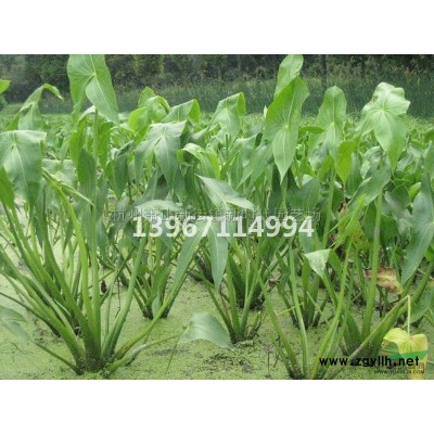 浙江噴雪花 介紹/特征/用途
