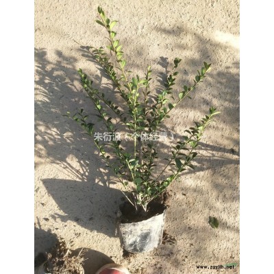 浙江大吳風草圖片/浙江大吳風草報價