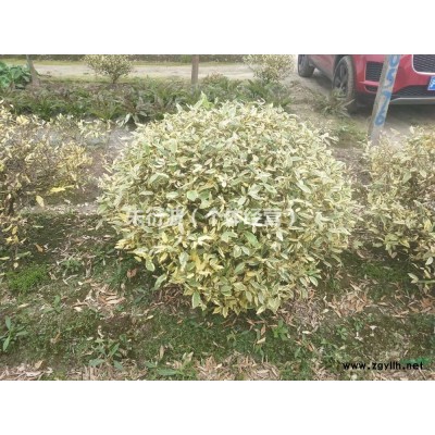 大小規格八角金盤小毛球 蕭山八角金盤小毛球 杭州色塊苗基地
