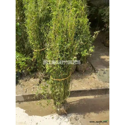 蕭山矮蒲葦供應 浙江矮蒲葦行情報價