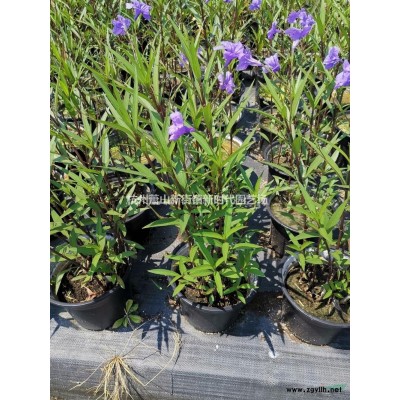 粉黛亂子草行情報價/粉黛亂子草圖片展示