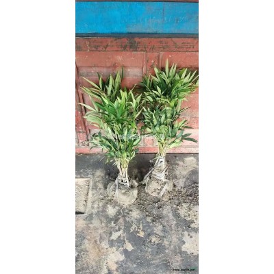 浙江[產品]/浙江火棘球 杭州火棘球基地 蕭山火棘球價格/報價