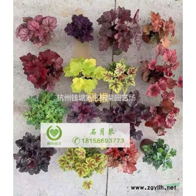 矮牽牛花