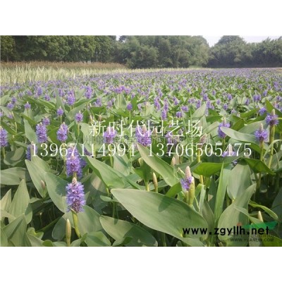 浙江供應(yīng)金邊過(guò)路黃方盤(pán) 規(guī)格*
