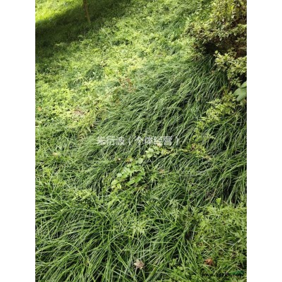 浙江鋪地柏小杯苗 杭州鋪地柏小杯 1元批發/供應