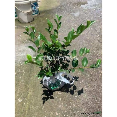 供應佛甲草小杯苗