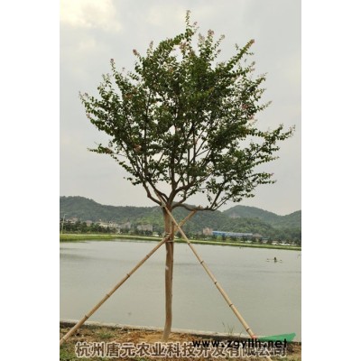 浙江雞爪槭3*新報價/雞爪槭3圖片