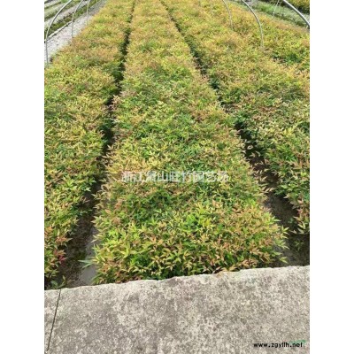 優質特價豐花月季產地直銷 豐花月季價格便宜基地供應