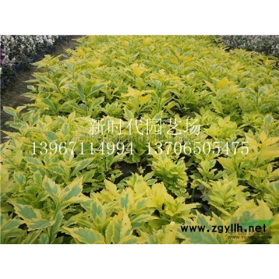 優(yōu)質(zhì)特價浙江佛甲草 蕭山佛甲草方盤產(chǎn)地直銷