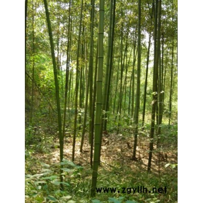 安吉地區(qū)供應(yīng)美麗箬竹