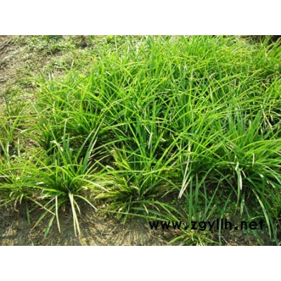 優質特價菲白竹產地直銷