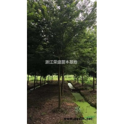 浙江香樟 嘉興香樟基地 浙江香樟價(jià)格哪里好/哪家便宜