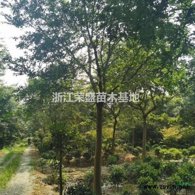 浙江供應水杉 大小水杉基地 浙江水杉價格規格*