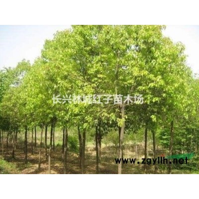 紅梅供應(yīng)行情報價\紅梅供應(yīng)圖片展示
