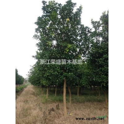 浙江[產(chǎn)品]/浙江精品香樟 海寧精品香樟基地 精品香樟價(jià)格/報(bào)價(jià)