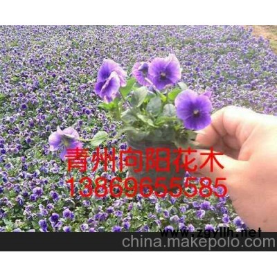 貴州三色堇新報價山東向陽花卉提供