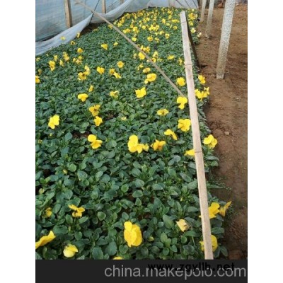 好好好！！三色堇新報價山東向陽花卉提供