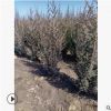【苗圃發貨】丹東檜柏 沈陽檜柏綠化苗工程苗東北耐寒苗木批發