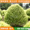 湖南基地金冠女貞球市政園林綠化苗木叢生金葉女貞球規格齊全