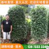 基地直供紅葉石楠柱庭院別墅籬笆造型樹景觀綠化紅葉石楠形狀優美